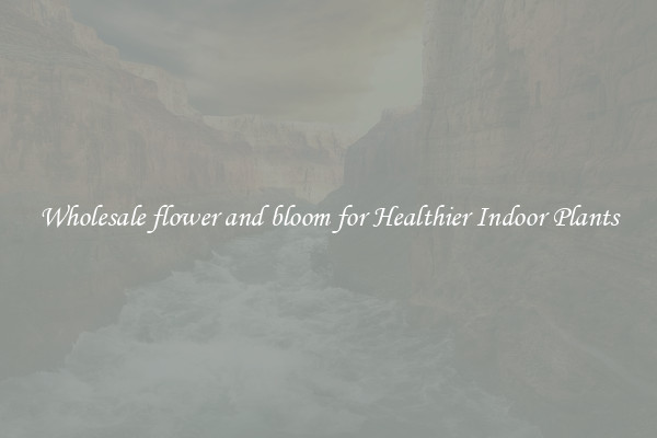 Wholesale flower and bloom for Healthier Indoor Plants